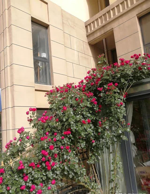 别再羡慕达人的花园了，月季正餐吃得好，你也可以