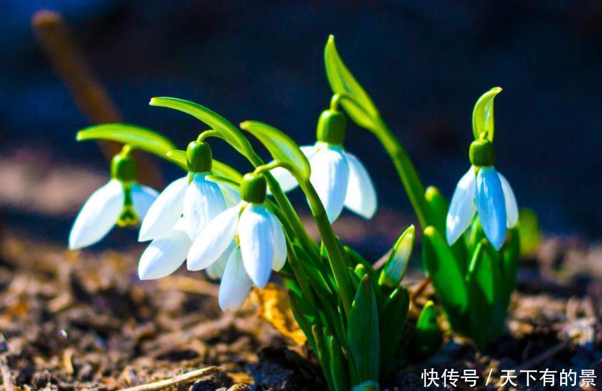 家中养护|天气寒冷不易养花?快试试这4种耐寒花,冰天雪地也能呼呼开花