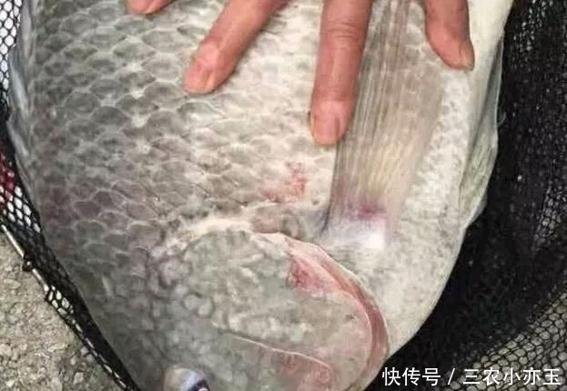 淡水鱼|淡水鱼介绍系列之(十)罗非鱼