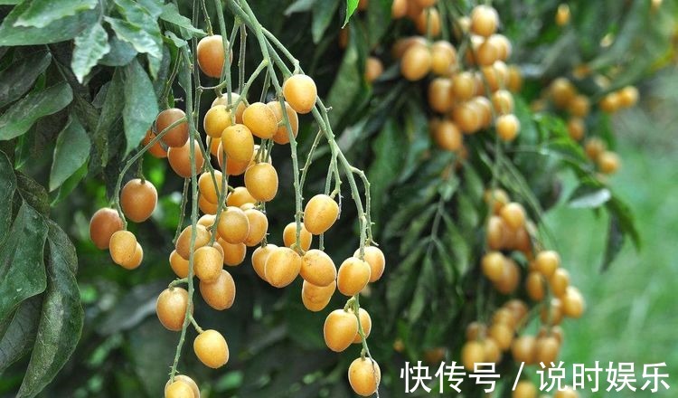 食物|每天不妨多吃3种食物,补充营养、延缓衰老,好吃又不贵!