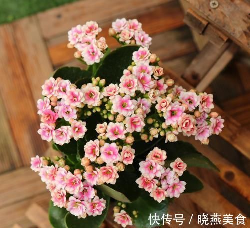 花苞|长寿花开花越来越少？2个方法催催它，蹭蹭冒出满枝花！