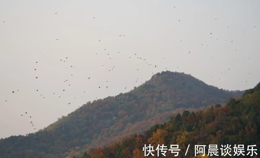 枫叶|百望山枫叶醉霜红 尽成一片秋色~