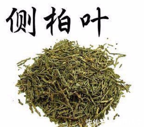 侧柏叶|有白头发的朋友注意了,用这种树叶洗头最好啊