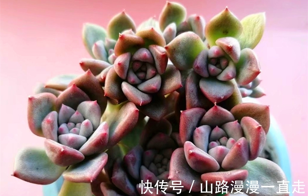 6种多肉养护用点小技巧,一年就会爆出很多头,长成手捧花超美