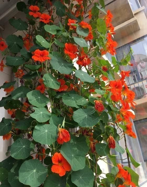 盆栽|夏天别买4种花,一拿回家就“掉花苞”,搞不好还烂根