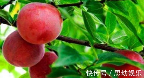 天门东素|人到中年想长寿,要学会吃的食物,保护肝脏,清理血管垃圾