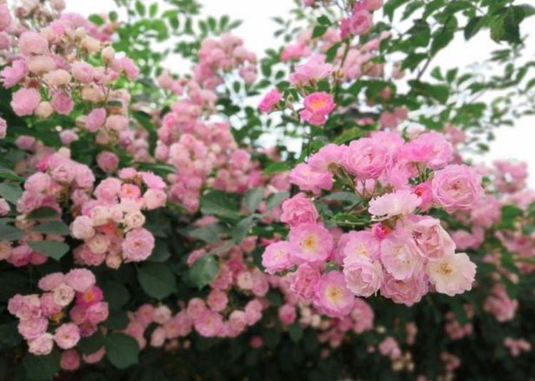 阳台养花,不妨养这3款植物,给点阳光就灿烂,花开满盆!