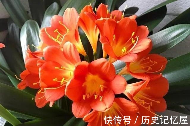 看君子兰的叶子，就知道缺啥，及时补，一片更比一片亮！