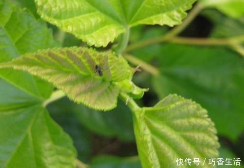 脱氧野尻霉素|糖尿病“害怕”4物,平时尽量多吃,降糖功效堪比“胰岛素”