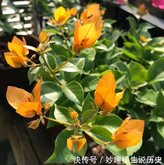 三角梅|45种三角梅品种,红、橙、黄、绿、白、紫,每一种都很好看!