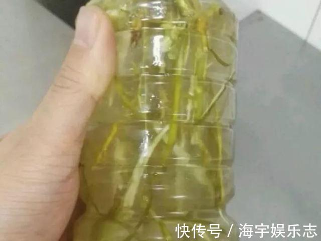 “生根剂”不用买，此3种家家都有，春天扦插“蘸1点”，生根快