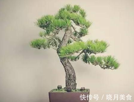 阳台|阳台庭院松类盆景二,陶冶性情的禅意的生活