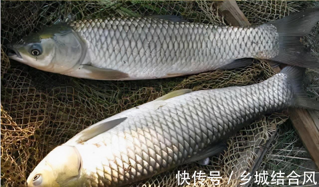 野钓时鱼口突然闭停,是什么原因导致的?如何避开散窝?