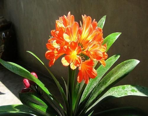 新手养君子兰，教你一招，开花不用靠运气，养一盆开一盆