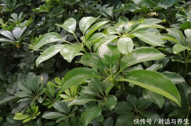 养花常说的“散射光”是什么光哪些地方符合散射光要求!