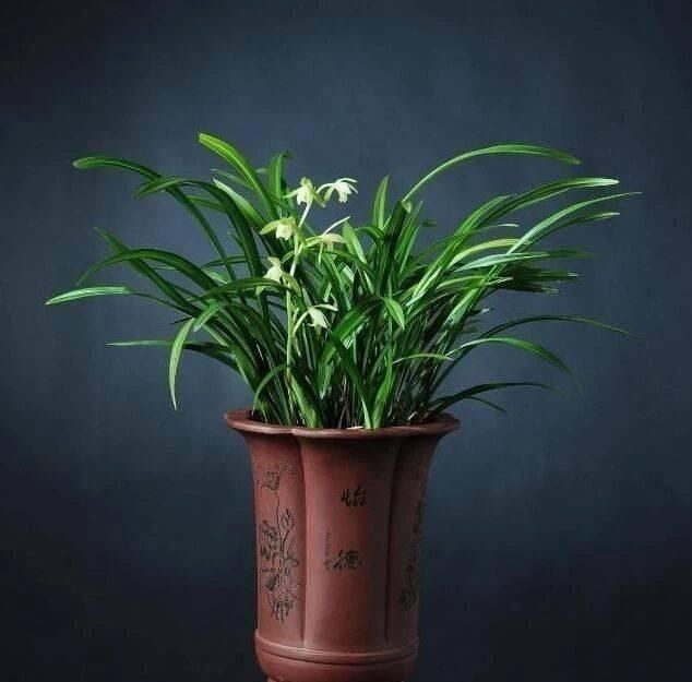 操作方法|花盆里埋点“它”,不烂根,不黄叶,杀菌消毒还透气,根壮花还旺