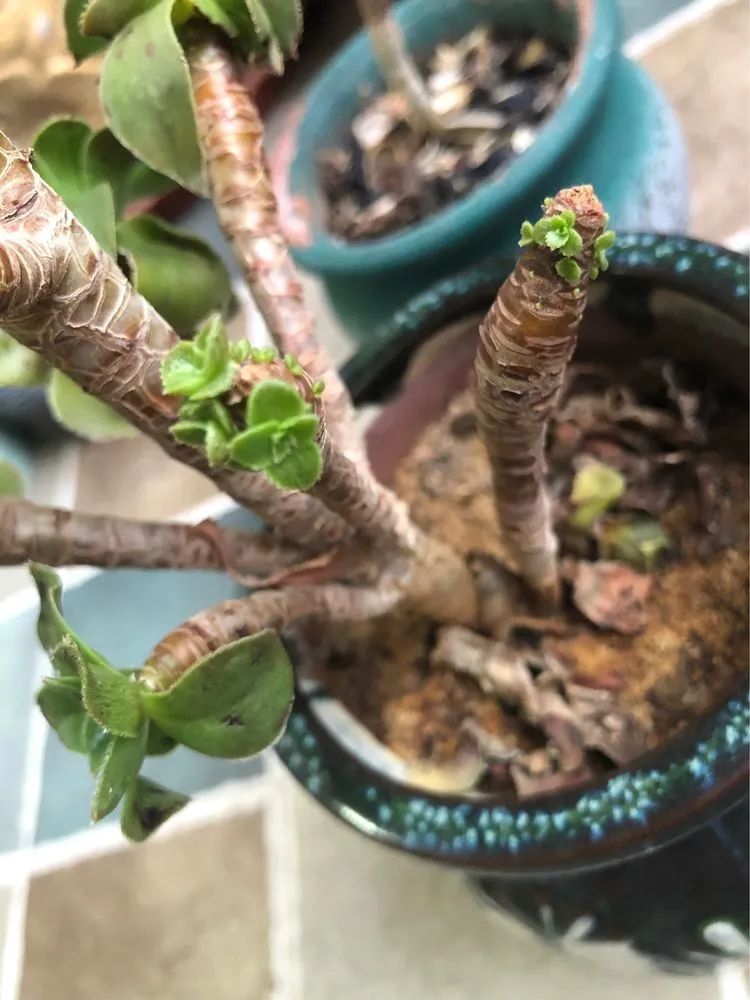 陪伴过我的都是心头肉！多肉陪我一路向前！