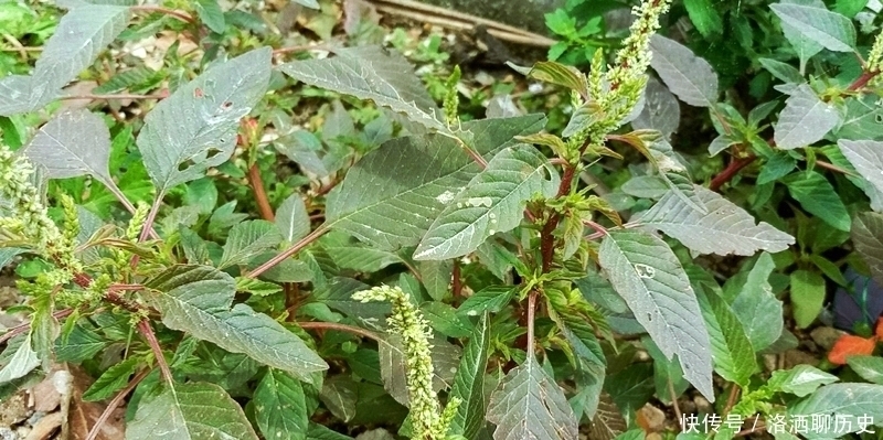  刺苋菜|此菜越老越好，叶子少人吃，根煲汤祛湿有奇效，16元1斤