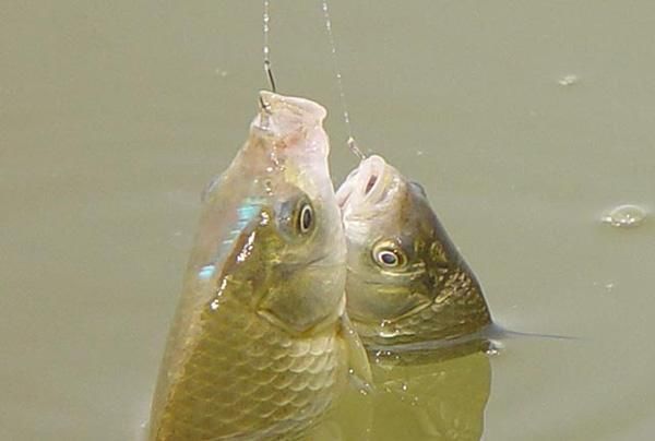 钩型|钓鲫鱼老钓友选择鱼钩,多半是根据下面几点