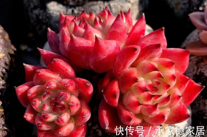 砍头|白露已过,多肉可以换盆和砍头,但操作过程中要注意4点和两不要