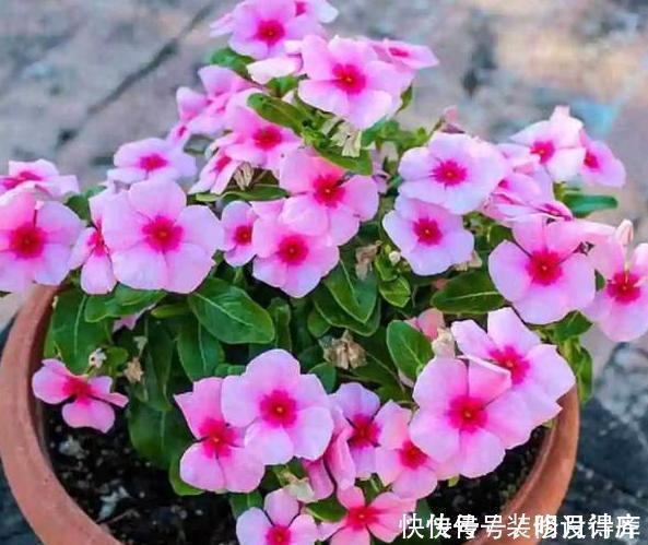 养花别再买多菌灵了，用它来代替，植株生根快，还能省下不少钱