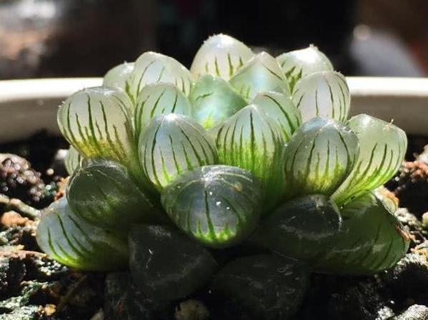 玉露|在家盆栽多肉玉露，不想它摊大饼、叶片干瘪就该注意这些