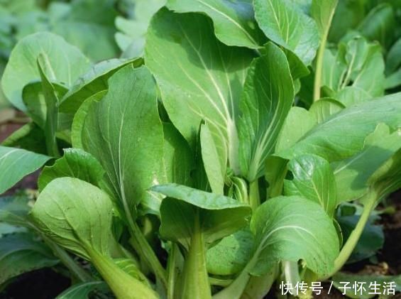 维生素c|此青菜要少吃,没营养还伤身,却有很多人不清楚,为健康早了解