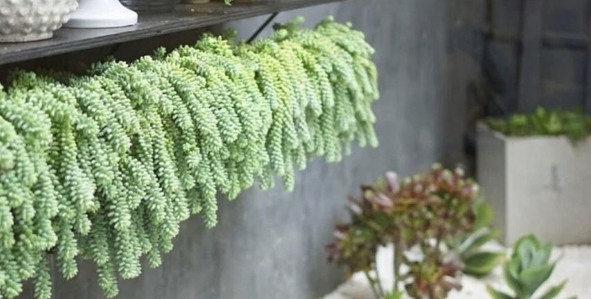 解析多肉养殖技巧:如何将玉缀“小苗”养成“瀑布”?