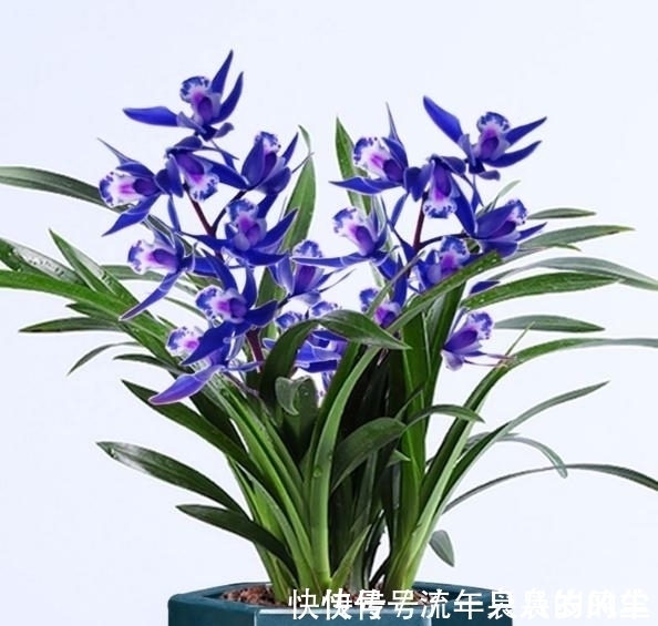 兰花|此兰只应“天上”有,人间哪得几回闻,兰色清雅,让人一见钟情