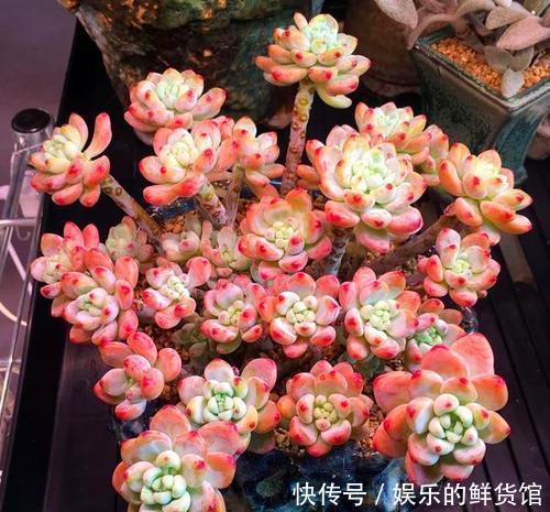 公认香味浓郁的4款多肉植物，你若一盆没养过，那就太可惜了！