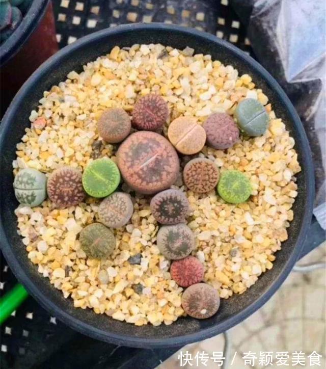 拼盘|多肉拼盘玩一次就上瘾,这些创意拼法,你一定喜欢