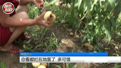 全村|震惊！“唐僧师徒”空降新郑，结果几乎全村的桃都没了