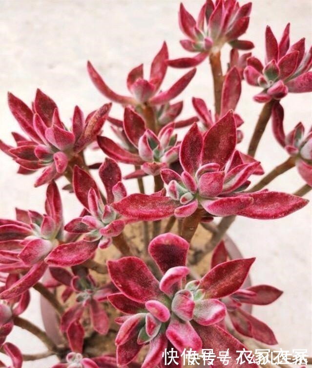 多肉|喜欢养多肉不能错过锦晃星,毛茸茸、红彤彤,相机都拍不出它的美!