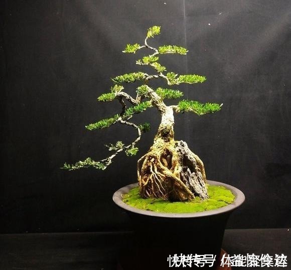 皱皮雀舌|分享几个皱皮雀舌黄杨盆景,都是高提根的,非常有排面哦,求鉴赏!