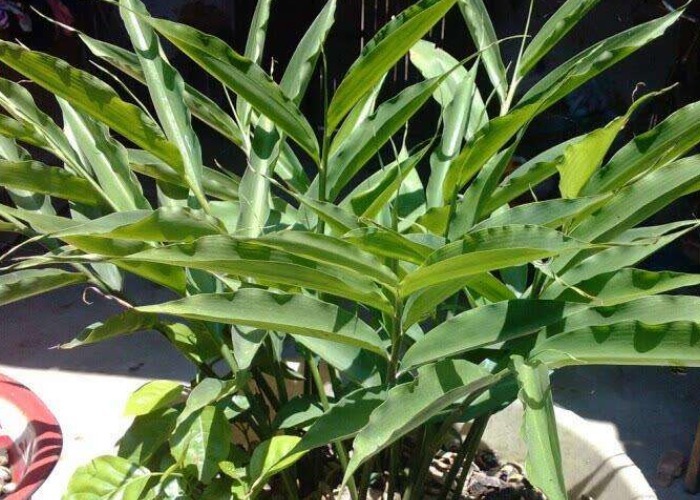 家中的油桶别扔了,里面丢一块姜,浇点水给点肥,一年收获一大盆