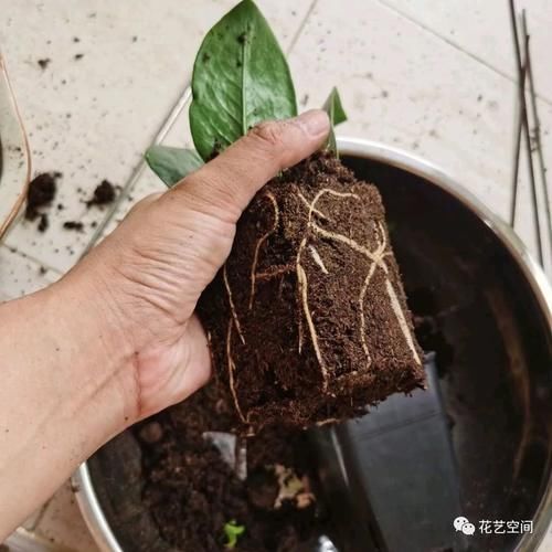 春天，这八种花，剪个枝插土里就活，养养就开花，错过了就要等明年了！