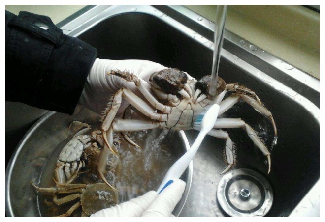 清蒸大闸蟹，万万不可直接下锅，用对了“水”，味鲜肉多蟹腿完整