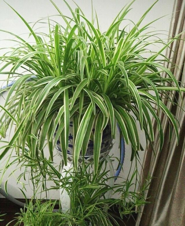 家中“光照不足”,就养5种花,一盆比一盆茂盛漂亮,花美叶也美