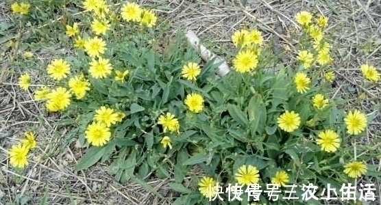 沙滩苦荬菜|农村一种野草，农民都称为假蒲公英，原来药用价值这么大