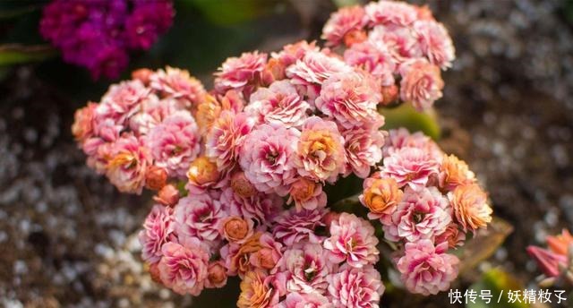 3种花很好养,沾土就能活,浇水就爆盆,好养易活漂亮极了