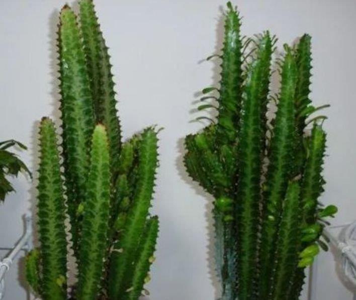 5种花是懒人的最爱,人养花花也养人,空气清香去异味,漂亮好养