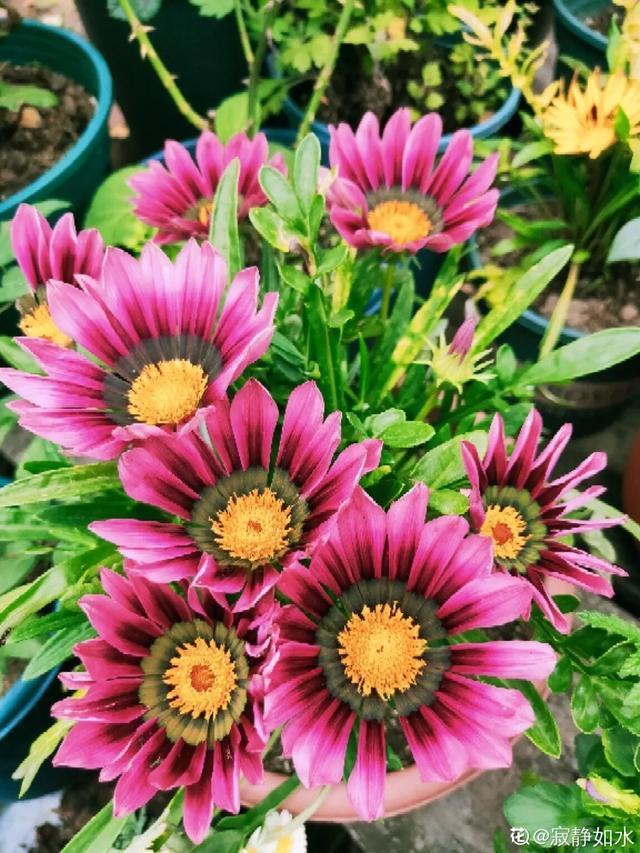 想要家里四季花开,这20种花,连续能开300天,完全不歇气