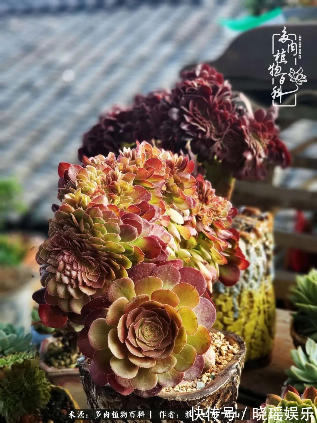 万圣节|养多肉六年,从痴迷到佛系,世事漫随流水,唯有喜爱永恒!