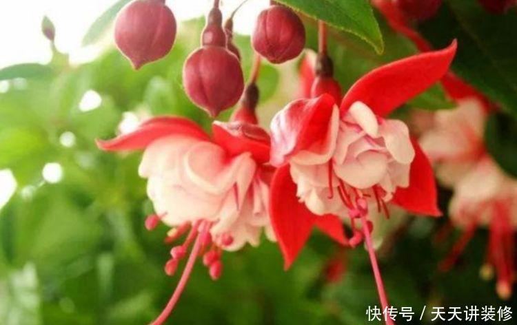 四种花常年开花易爆盆,花香醉人,比香水还好闻!