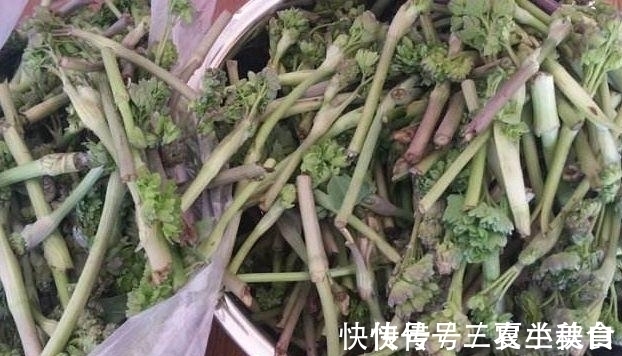 野菜|农村一种野菜,可以治头痛,知道的人不多,却能卖高价