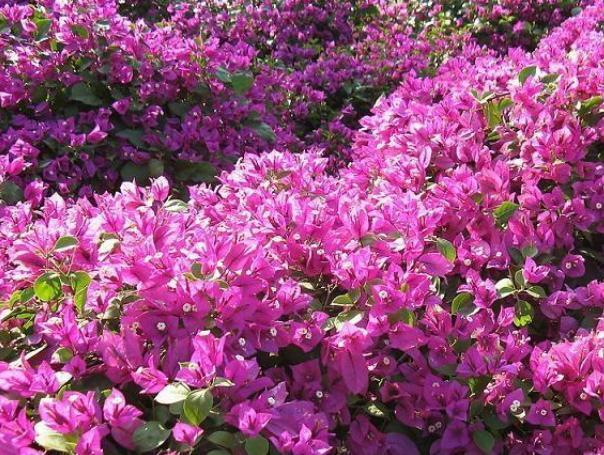 小窍门|三角梅花期不开花怎么办3个小窍门，助力全年花开爆满盆