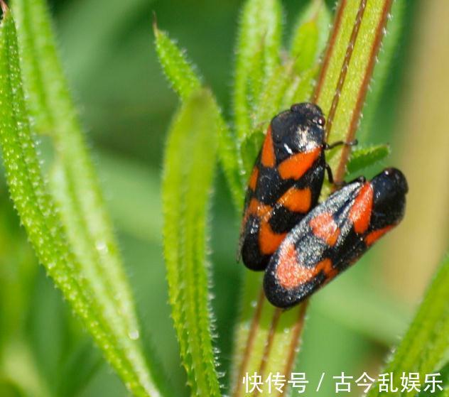 虫害|家里的花草爱生虫生病?盘点养花常用药,不再白花钱