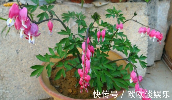 学会用洗衣粉,入坑养花,消灭害虫特别简单