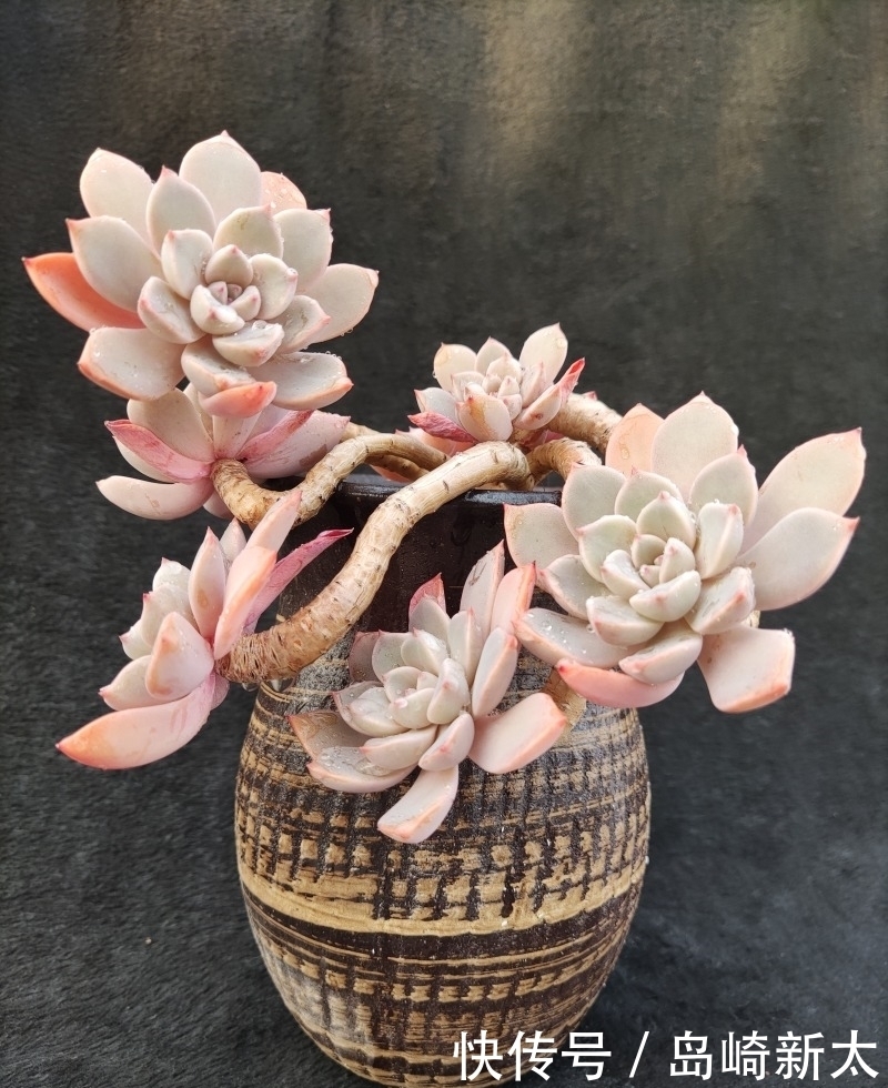 给我一块黑布，多肉走个台步