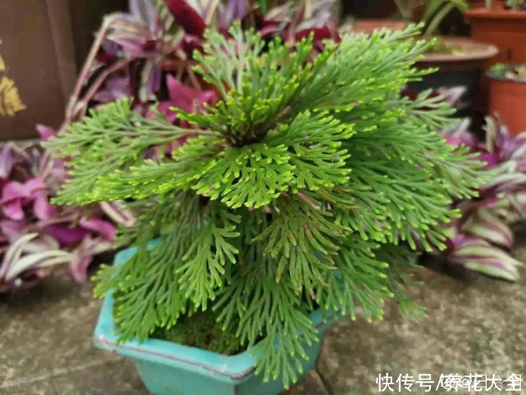 山上遇到“还魂”草，千万不要挖，养不活还破坏环境